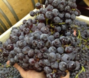 Grenache vines produce large grape clusters just like this one
