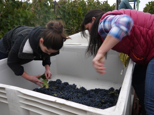 Zotovich, left, and Clifford, sort through syrah clusters at McGinley Vineyard