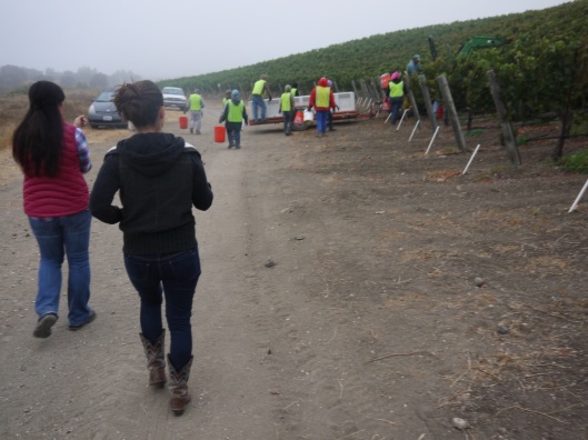 Clifford, left, and Zotovich follow crew members from Coastal Vineyard Care Associates to their rows at McGinley Vineyard