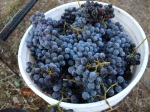 Grenache from a Santa Ynez Valley vineyard